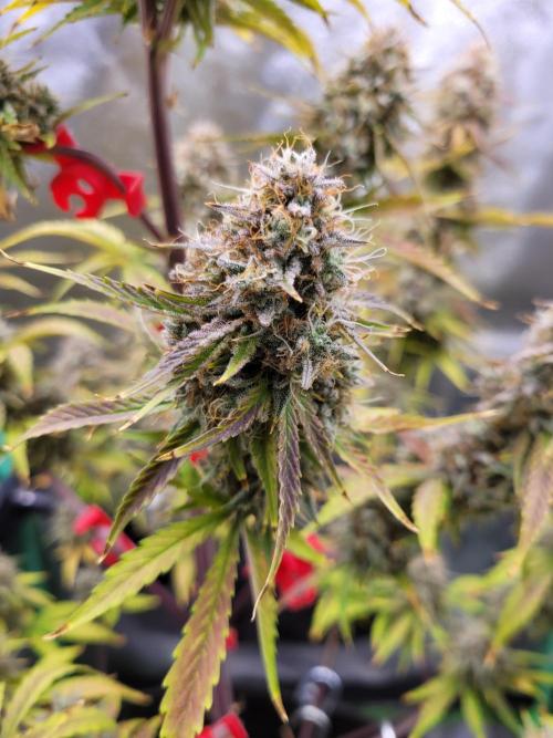 Maybe run for AWC?. Week 12