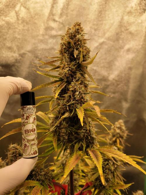 Maybe run for AWC?. Week 12