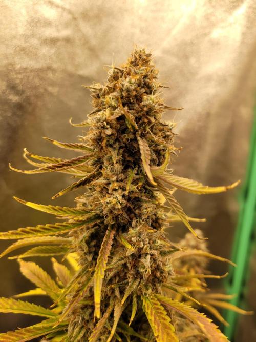 Maybe run for AWC?. Week 12