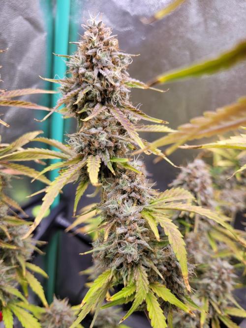 Maybe run for AWC?. Week 12