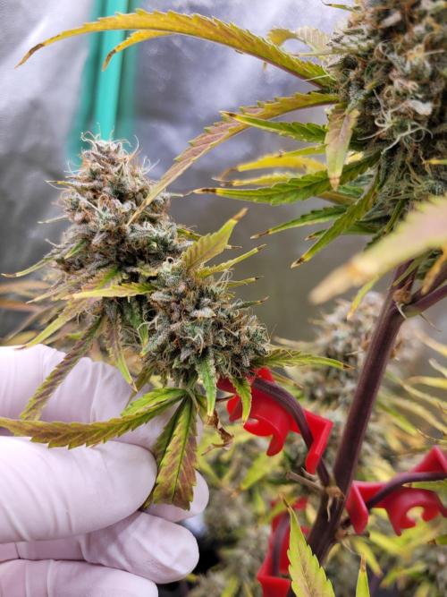 Maybe run for AWC?. Week 12