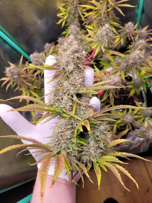 Maybe run for AWC?. Week 12