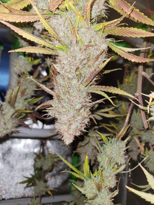 Maybe run for AWC?. Week 12