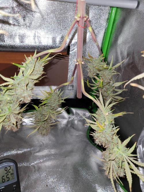 Maybe run for AWC?. Week 12