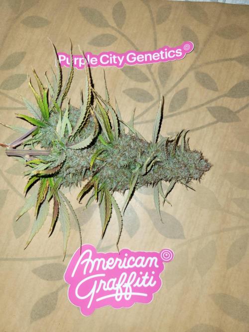 Maybe run for AWC?. Week 12