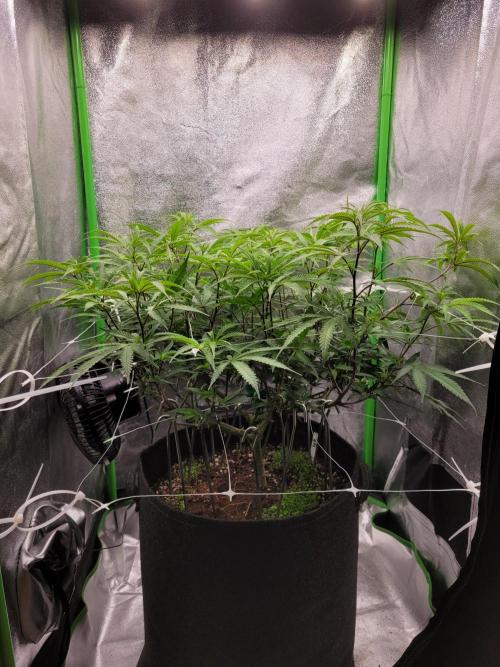 Lets grow some Honey (Runtz) Hash :). Week 12 - new net