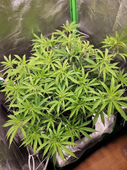 Lets grow some Honey (Runtz) Hash :). Week 12