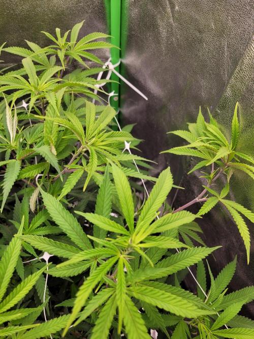 Lets grow some Honey (Runtz) Hash :). Week 12 - LST with Net