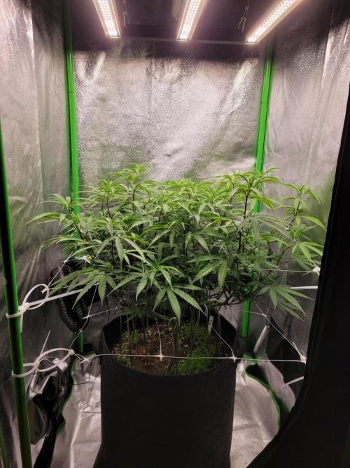 Lets grow some Honey (Runtz) Hash :). Week 12