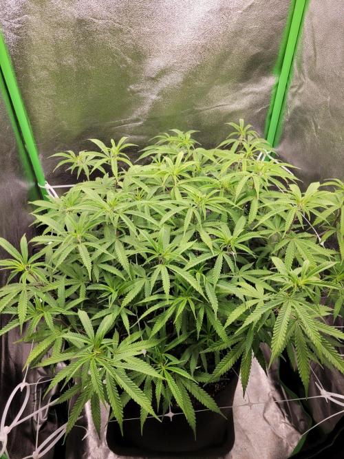 Lets grow some Honey (Runtz) Hash :). Week 12