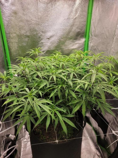 Lets grow some Honey (Runtz) Hash :). Week 12