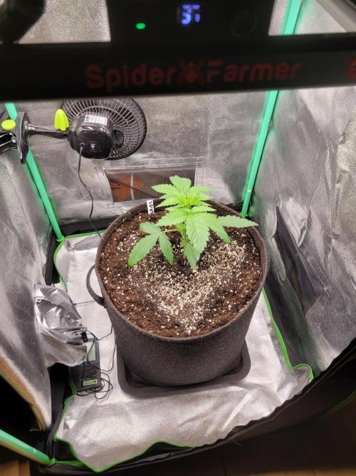 A new Hope. Week 2 - after Transplant