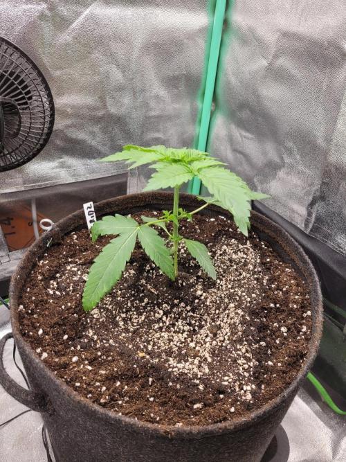 A new Hope. Week 2 - after