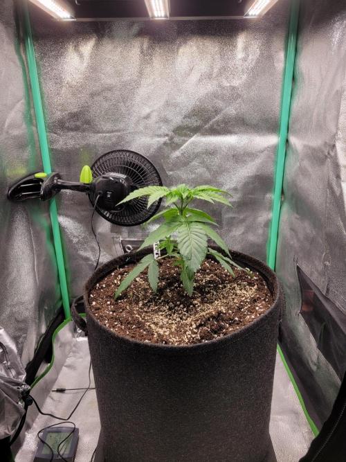 A new Hope. Week 2 - 3 Days after transplant/now