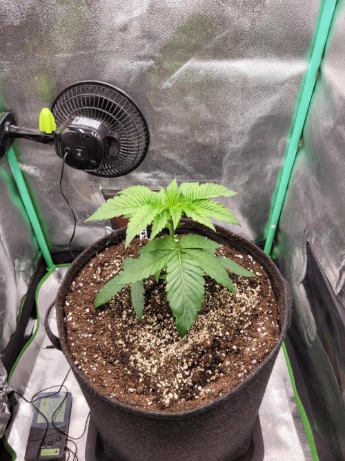 A new Hope. Week 2 - 3 Days after Transplant/now