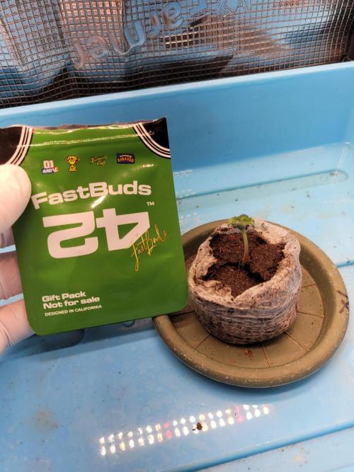 Fast growing some Fastbuds. Week 0