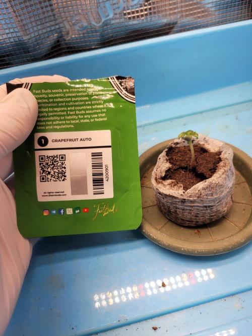 Fast growing some Fastbuds. Week 0