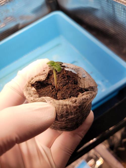 Fast growing some Fastbuds. Week 0