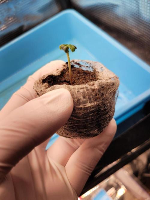 Fast growing some Fastbuds. Week 0