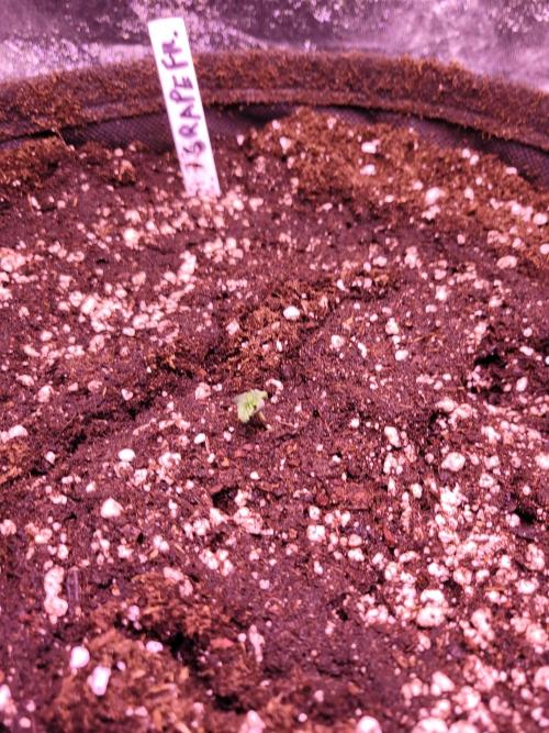 Fast growing some Fastbuds. Week 0