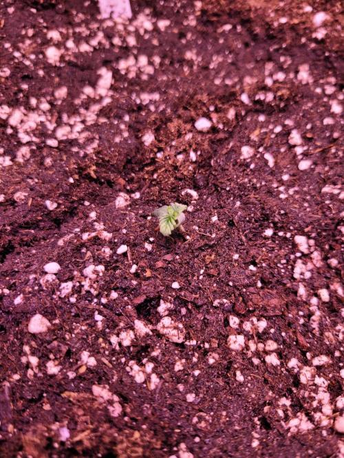 Fast growing some Fastbuds. Week 0