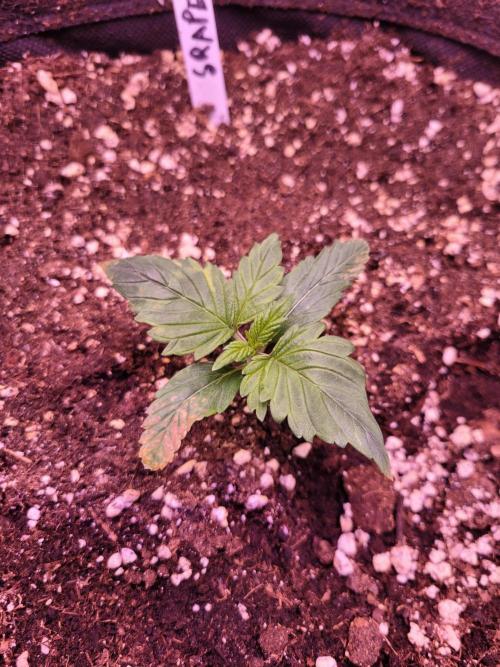 Fast growing some Fastbuds. Week 1