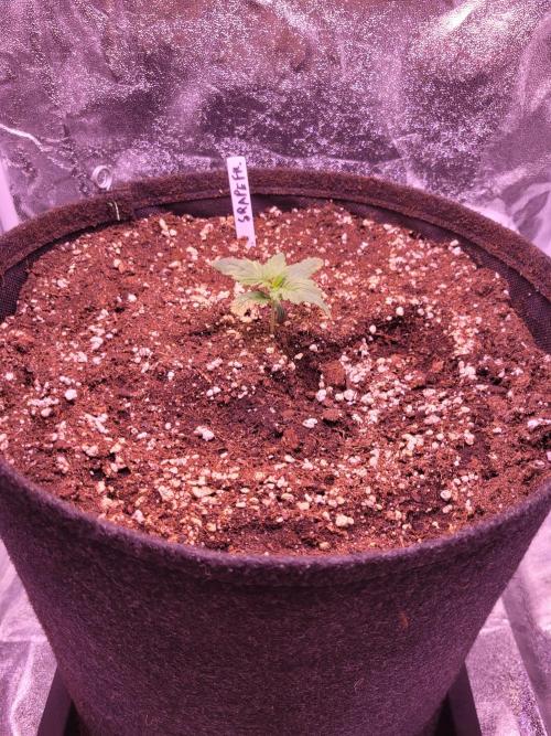 Fast growing some Fastbuds. Week 1