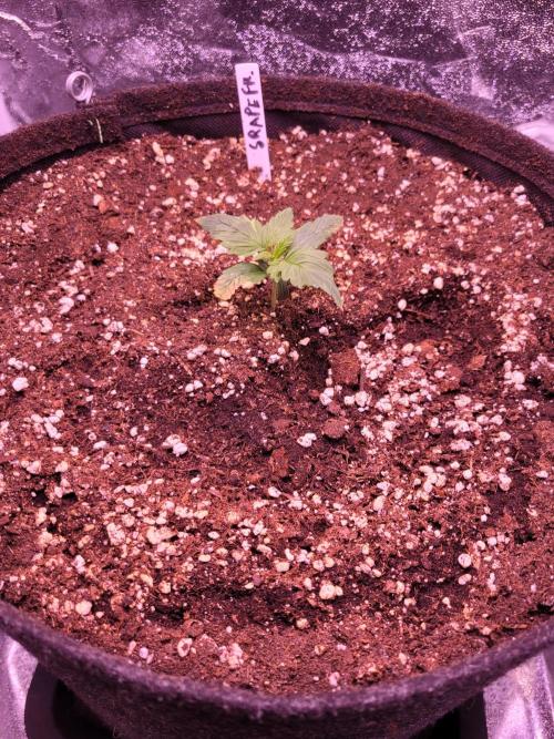 Fast growing some Fastbuds. Week 1