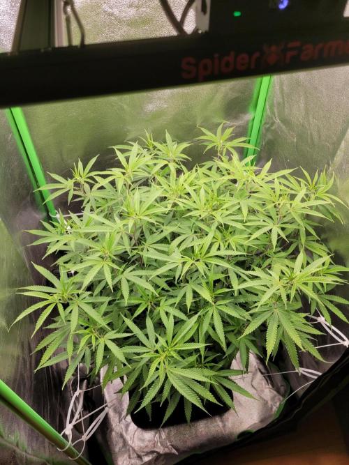 Lets grow some Honey (Runtz) Hash :). Week 13