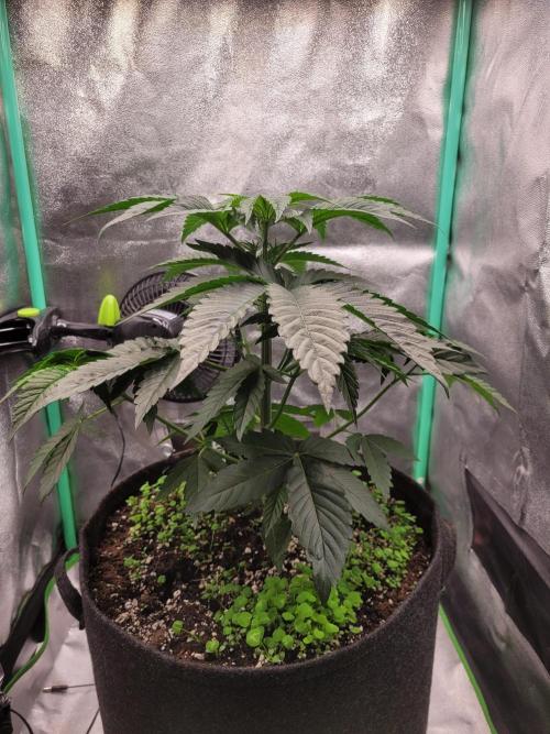 A new Hope. Week 4 - before