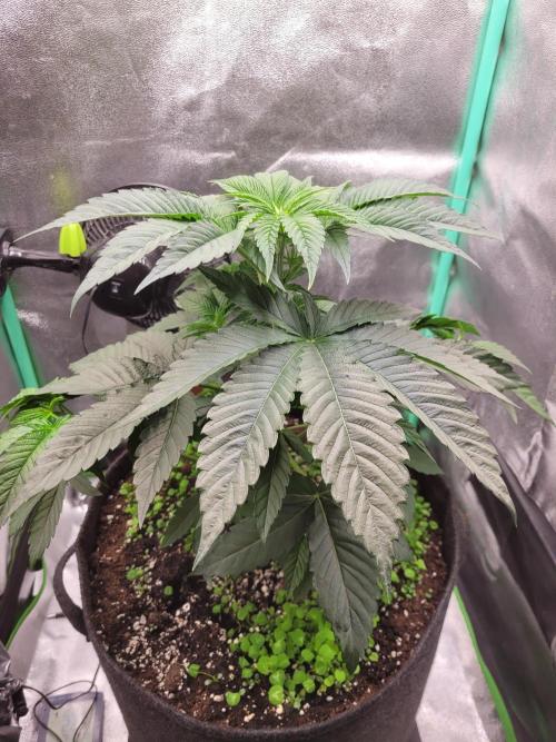 A new Hope. Week 4 - before