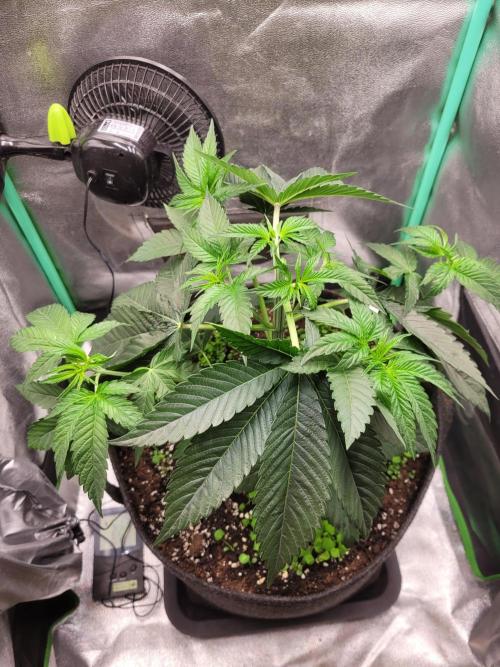 A new Hope. Week 4 - after topping