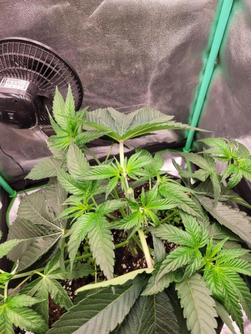 A new Hope. Week 4 - after topping