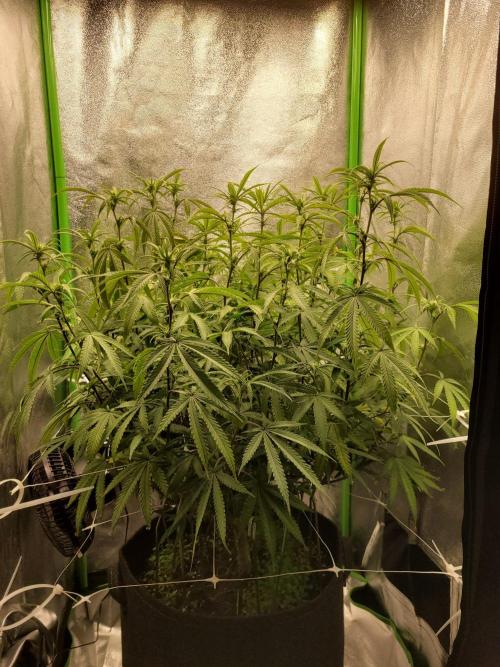 Lets grow some Honey (Runtz) Hash :). Week 14