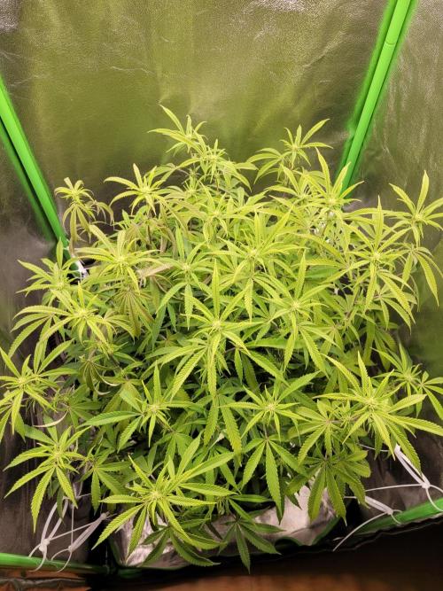 Lets grow some Honey (Runtz) Hash :). Week 14