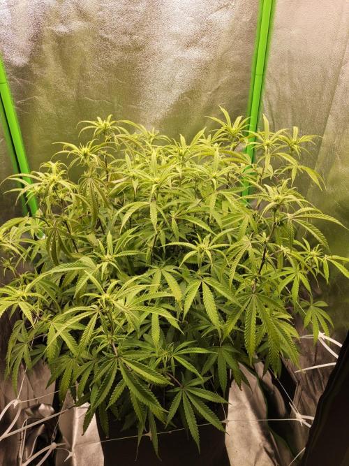 Lets grow some Honey (Runtz) Hash :). Week 14