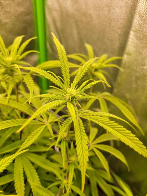 Lets grow some Honey (Runtz) Hash :). Week 14