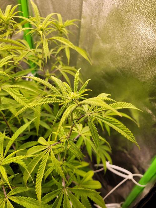 Lets grow some Honey (Runtz) Hash :). Week 14