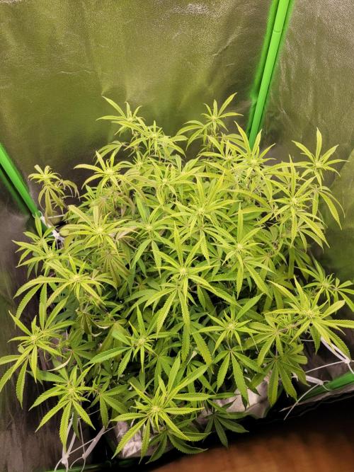 Lets grow some Honey (Runtz) Hash :). Week 14