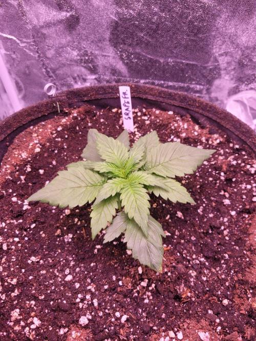 Fast growing some Fastbuds. Week 2