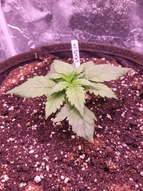 Fast growing some Fastbuds. Week 2