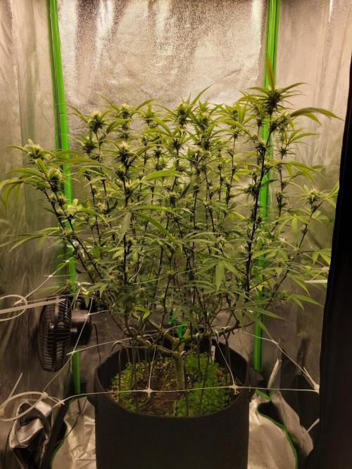 Lets grow some Honey (Runtz) Hash :). Week 15