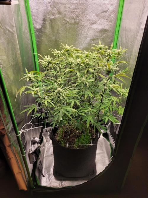 Lets grow some Honey (Runtz) Hash :). Week 15