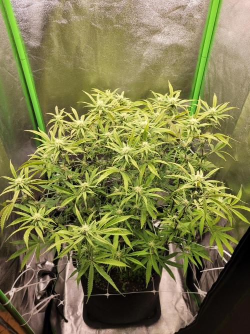 Lets grow some Honey (Runtz) Hash :). Week 15