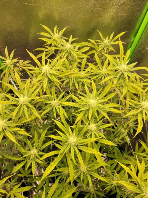 Lets grow some Honey (Runtz) Hash :). Week 15