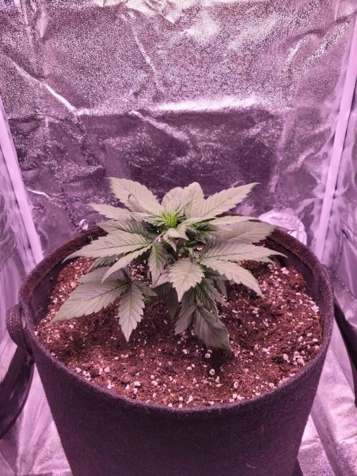 Fast growing some Fastbuds. Week 3