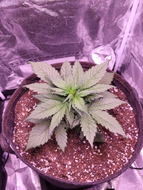 Fast growing some Fastbuds. Week 3