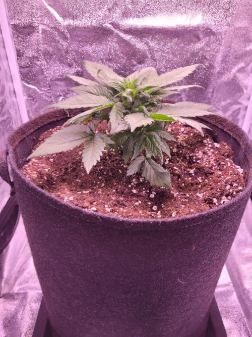 Fast growing some Fastbuds. Week 3