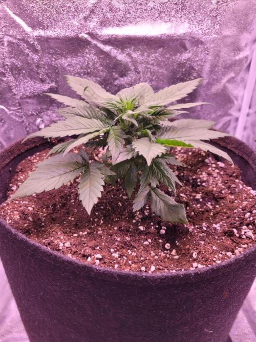 Fast growing some Fastbuds. Week 3
