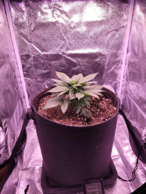 Fast growing some Fastbuds. Week 3